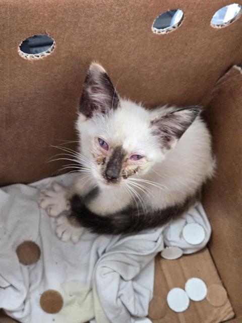 adoptable Cat in Dallas, TX named GINA