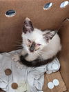adoptable Cat in dallas, TX named GINA