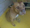 adoptable Dog in dallas, TX named BEAR