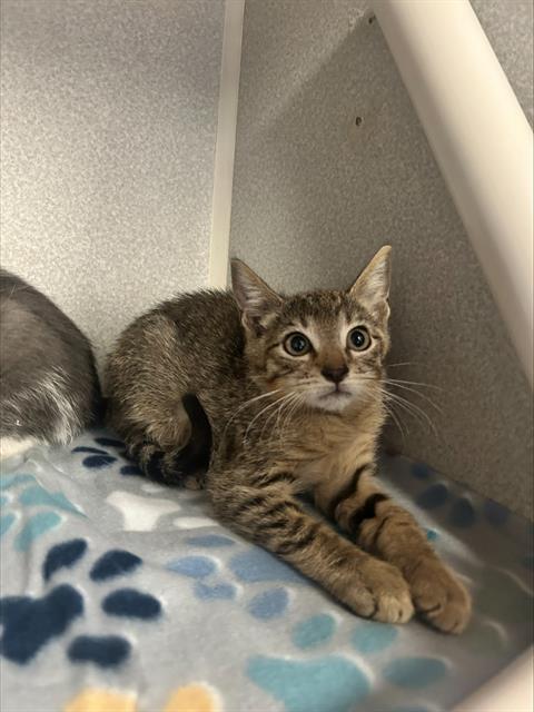 adoptable Cat in Dallas, TX named DALLAS