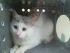 adoptable Cat in dallas, TX named MIRACLE