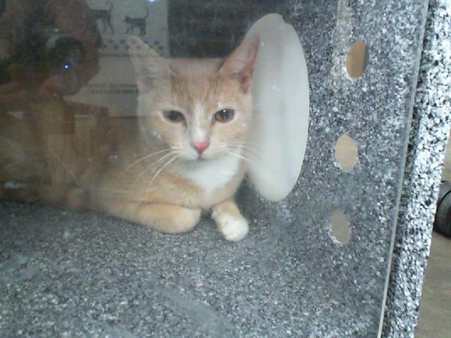 adoptable Cat in Dallas, TX named PUMPKIN