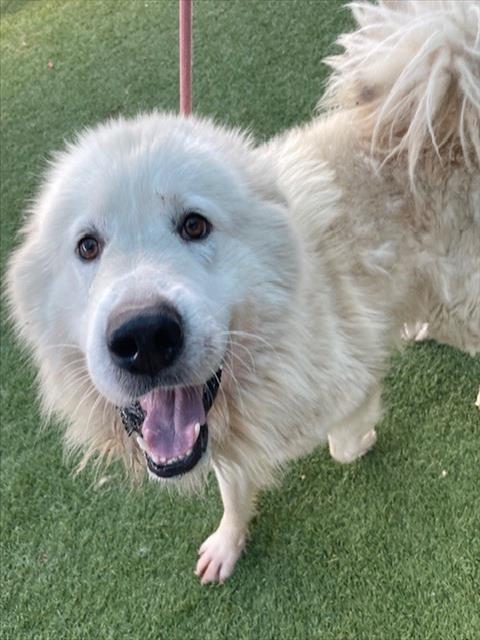 adoptable Dog in Dallas, TX named BRUNO
