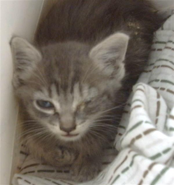 adoptable Cat in Dallas, TX named CONEY