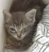 adoptable Cat in dallas, TX named CONEY
