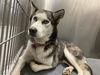 adoptable Dog in  named ZAZA