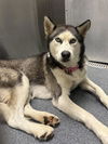 adoptable Dog in  named ZAZA