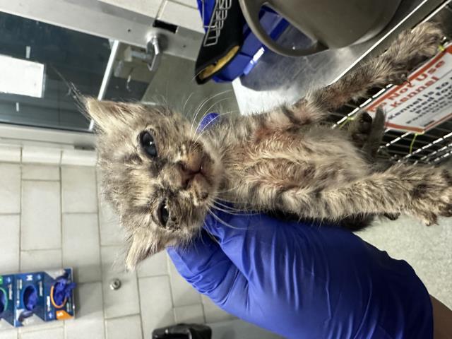 adoptable Cat in Dallas, TX named CHELLY