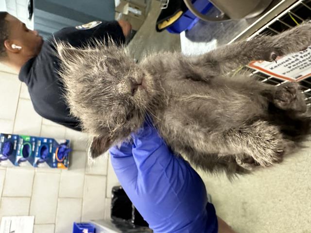 adoptable Cat in Dallas, TX named DONATELLO