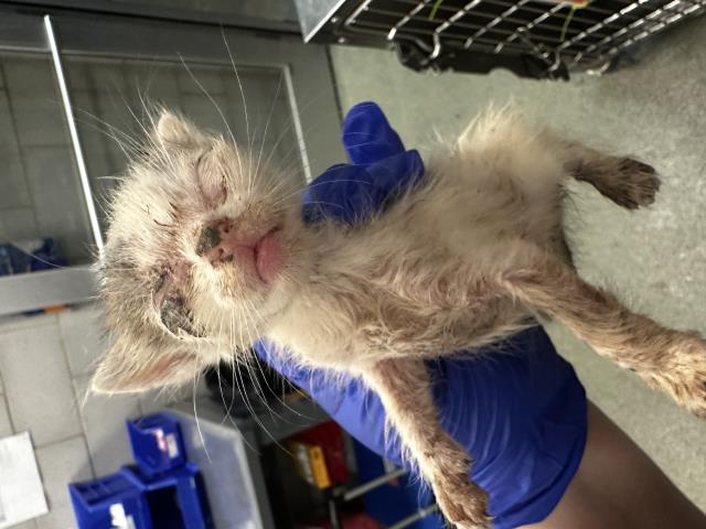 adoptable Cat in Dallas, TX named HUDA