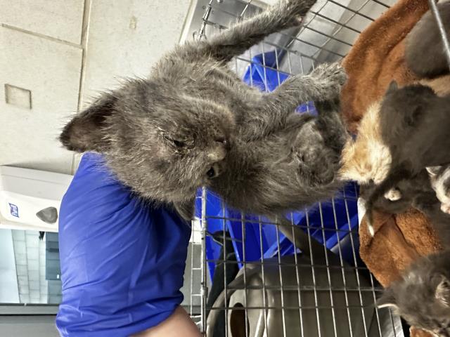 adoptable Cat in Dallas, TX named RAPHAEL