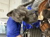 adoptable Cat in dallas, TX named RAPHAEL