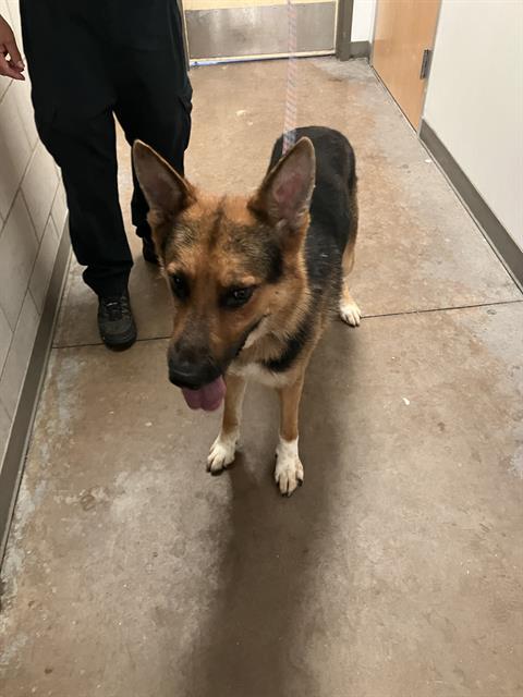 adoptable Dog in Dallas, TX named DANNY