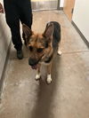 adoptable Dog in dallas, TX named DANNY