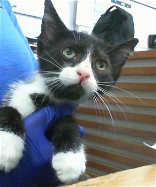 adoptable Cat in Dallas, TX named JACK