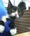 adoptable Cat in dallas, TX named JACK