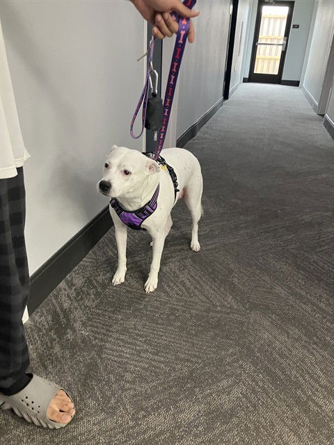 adoptable Dog in Dallas, TX named BAILEY