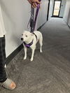 adoptable Dog in dallas, TX named BAILEY