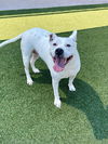adoptable Dog in dallas, TX named BAILEY