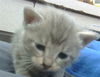 adoptable Cat in dallas, TX named MINI
