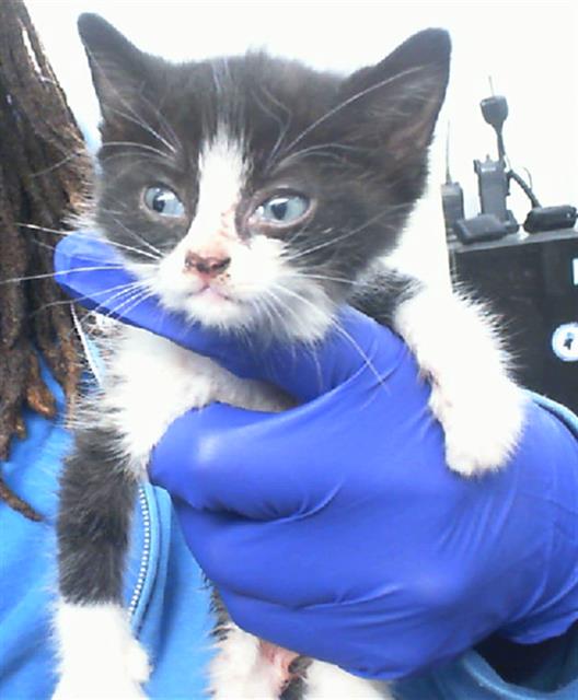 adoptable Cat in Dallas, TX named CANDACE