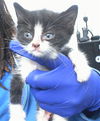 adoptable Cat in dallas, TX named CANDACE