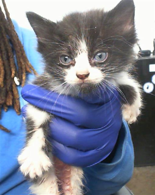 adoptable Cat in Dallas, TX named PHINEAS