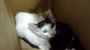 adoptable Cat in dallas, TX named MAXWELL