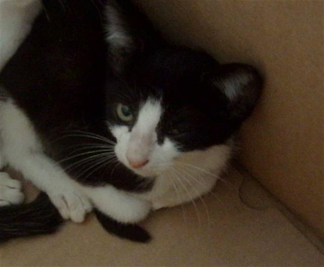 adoptable Cat in Dallas, TX named GOJI