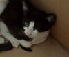 adoptable Cat in dallas, TX named GOJI