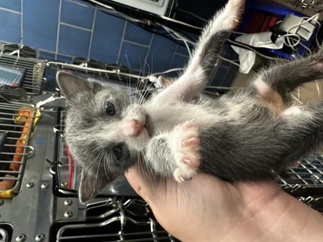 adoptable Cat in Dallas, TX named POPPY