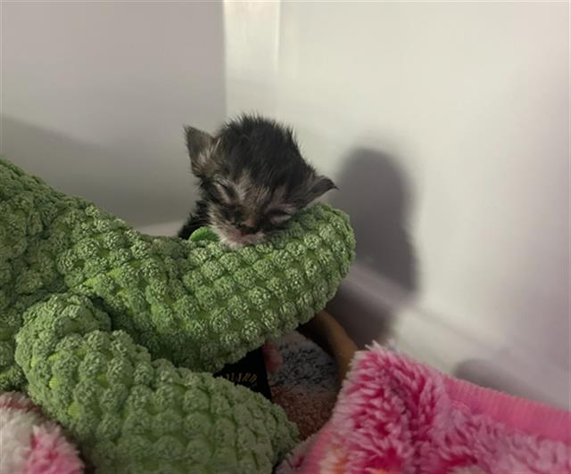 adoptable Cat in Dallas, TX named PAULY D