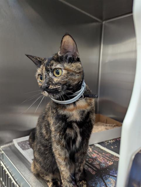 adoptable Cat in Dallas, TX named PEBBLES