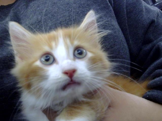 adoptable Cat in Dallas, TX named TANGERINE