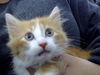 adoptable Cat in  named TANGERINE