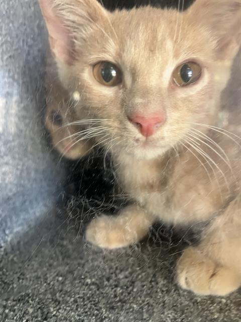adoptable Cat in Dallas, TX named KAINE