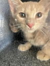 adoptable Cat in dallas, TX named KAINE