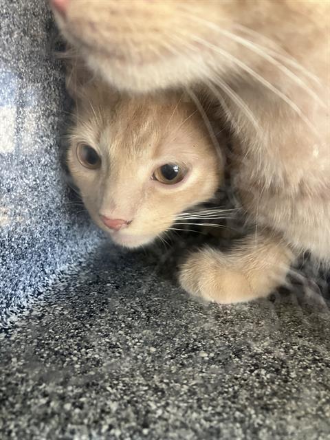 adoptable Cat in Dallas, TX named ADAM STRANGE