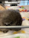 adoptable Cat in dallas, TX named POWER GIRL