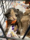adoptable Cat in dallas, TX named NOVA