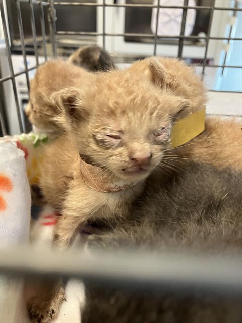 adoptable Cat in Dallas, TX named BART