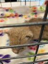 adoptable Cat in dallas, TX named FIRESTORM