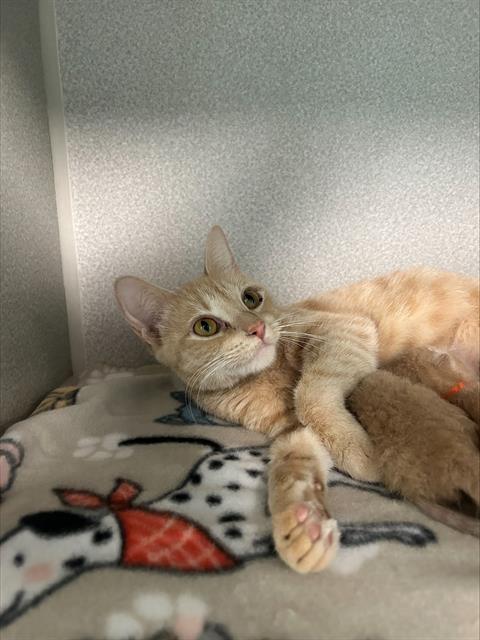 adoptable Cat in Dallas, TX named STARGIRL