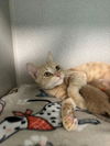 adoptable Cat in  named STARGIRL