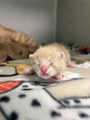 adoptable Cat in dallas, TX named HAWKGIRL