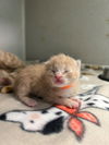 adoptable Cat in  named THUNDERBOLT
