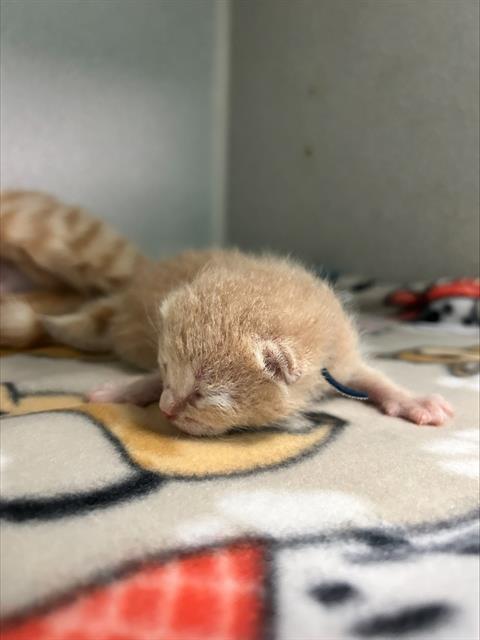 adoptable Cat in Dallas, TX named BOOSTER