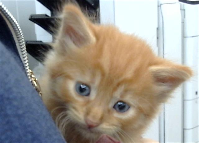 adoptable Cat in Dallas, TX named BAXTER