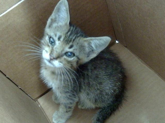 adoptable Cat in Dallas, TX named LOGAN