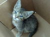 adoptable Cat in dallas, TX named LOGAN